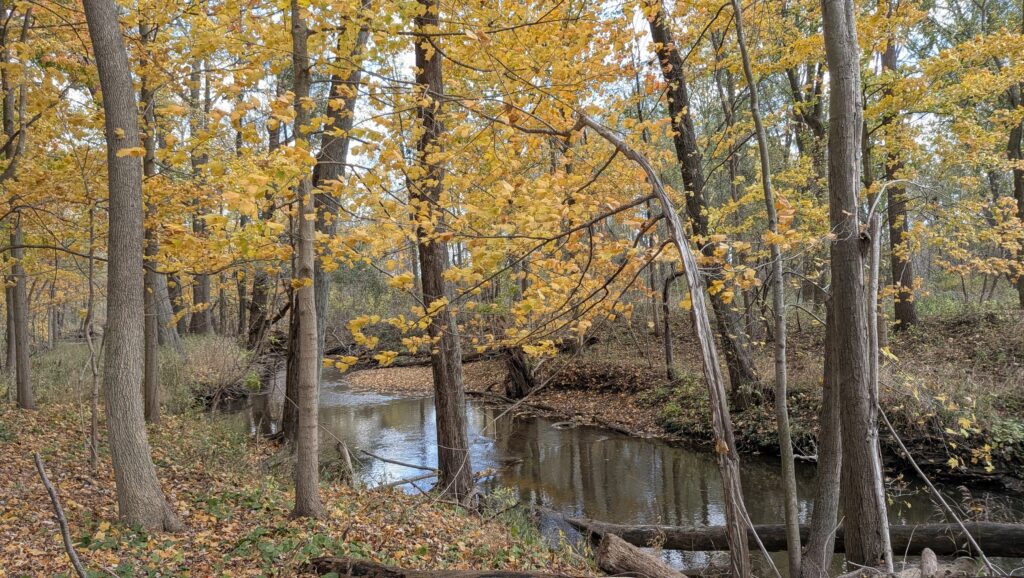 Creek in forest of golden leaves on trees.
