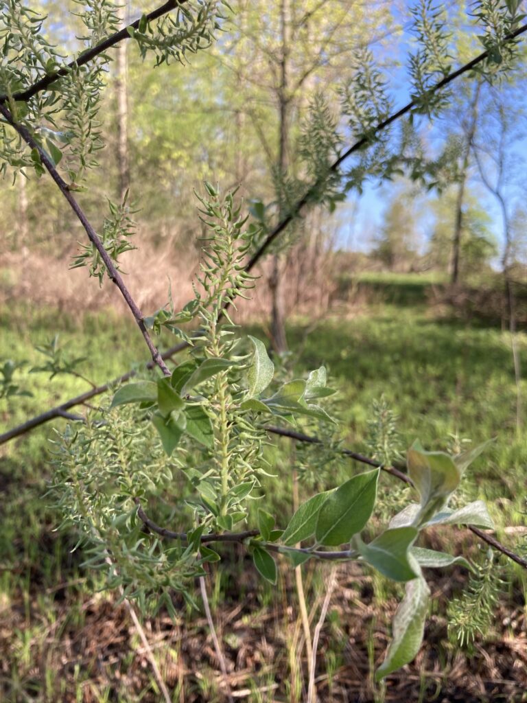 Green plant in a wet field